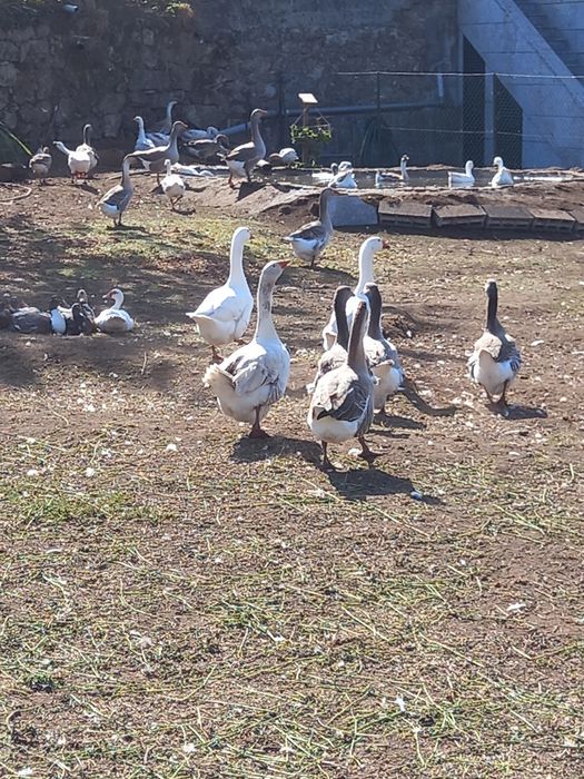 Faisões,  gansos, patos mudos e perus