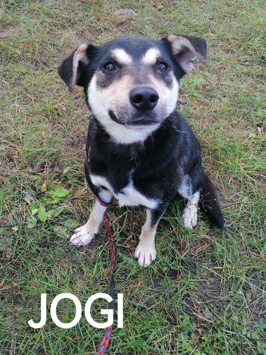 Jog młody łagodny piesek szuka domu