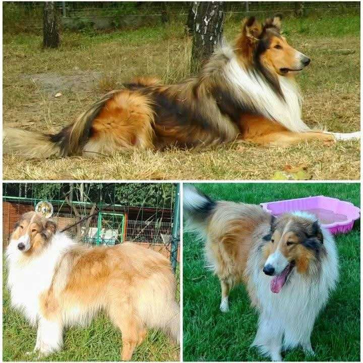 Owczarek Szkocki Collie-piesek