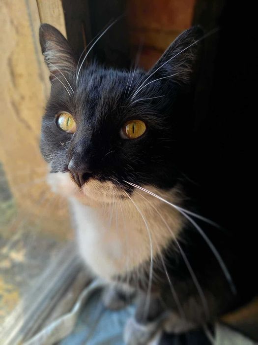 Emi - spokojna i kochająca bliskość oraz dotyk osierocona kotka