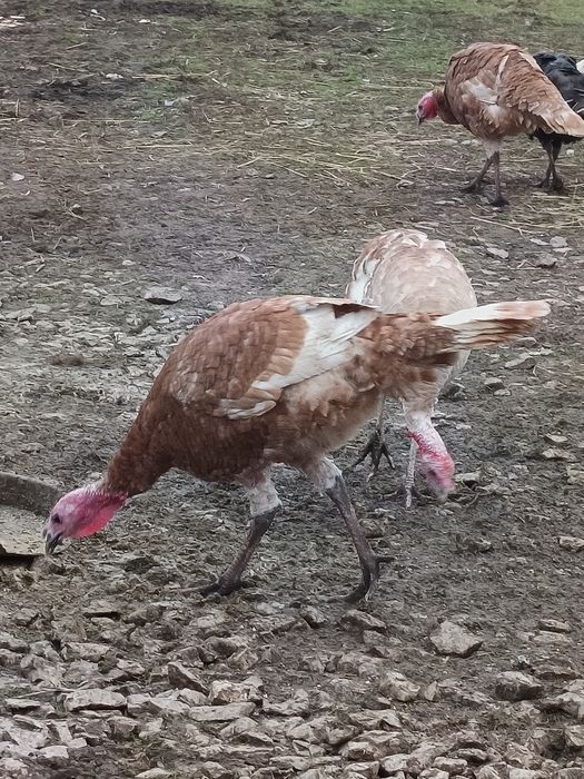 Sprzedam indyki i indory