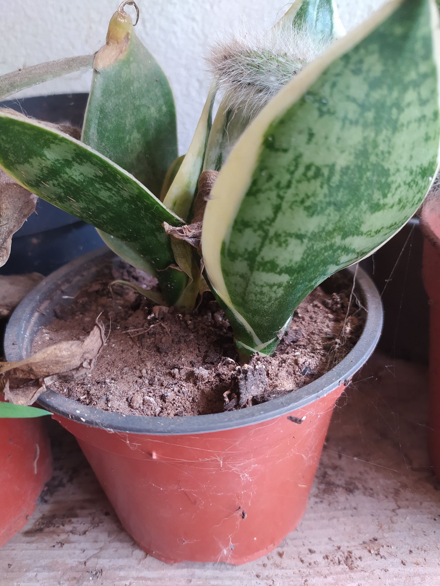 Sansevieria masoniana