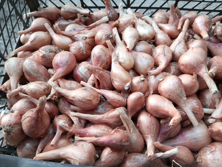 Продам цибулю,кущовку