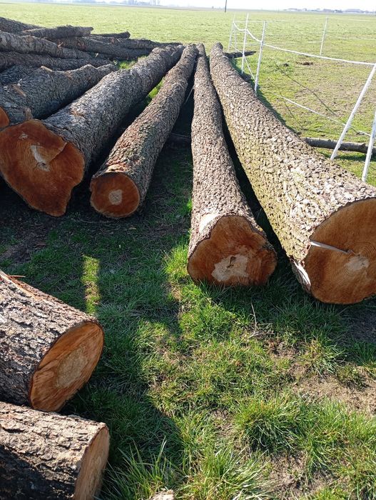 Sprzedam drzewo na opal olszyna