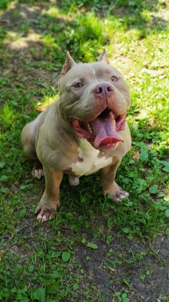 Мачо- мэн American bully (вязка)