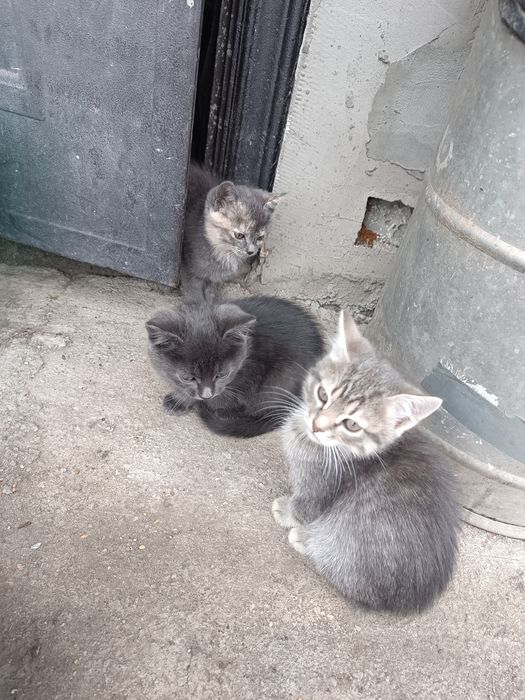 Віддам кошенят в добрі руки