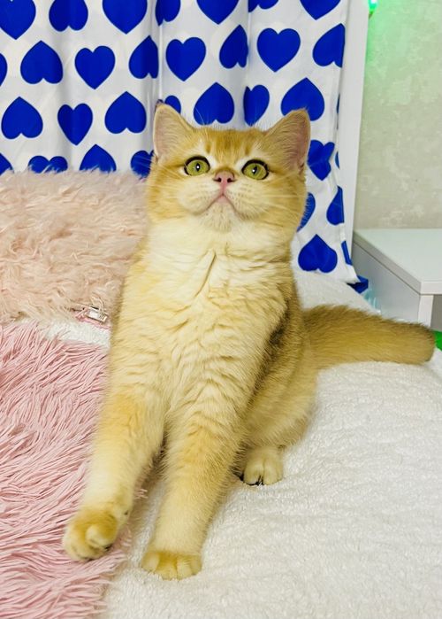 Британська золота шиншилла