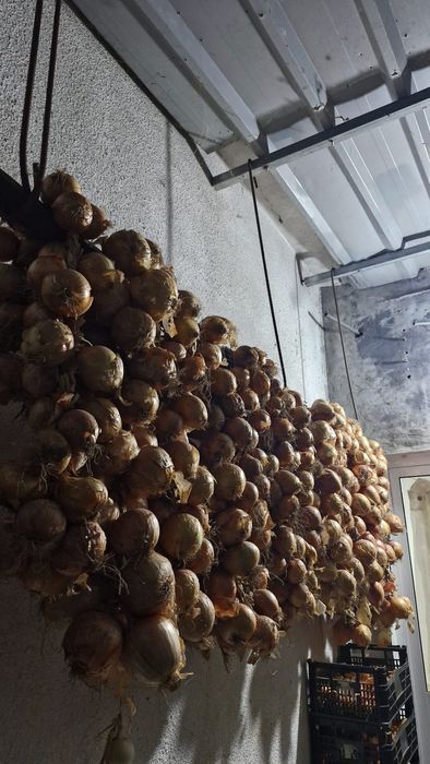 Abóbora,cebolas e tomates