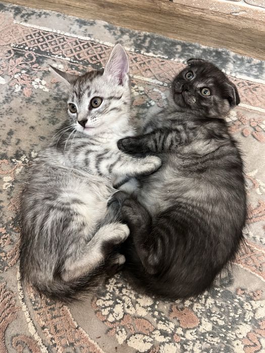 Віддам в люблячу родину котенят дуже гарні