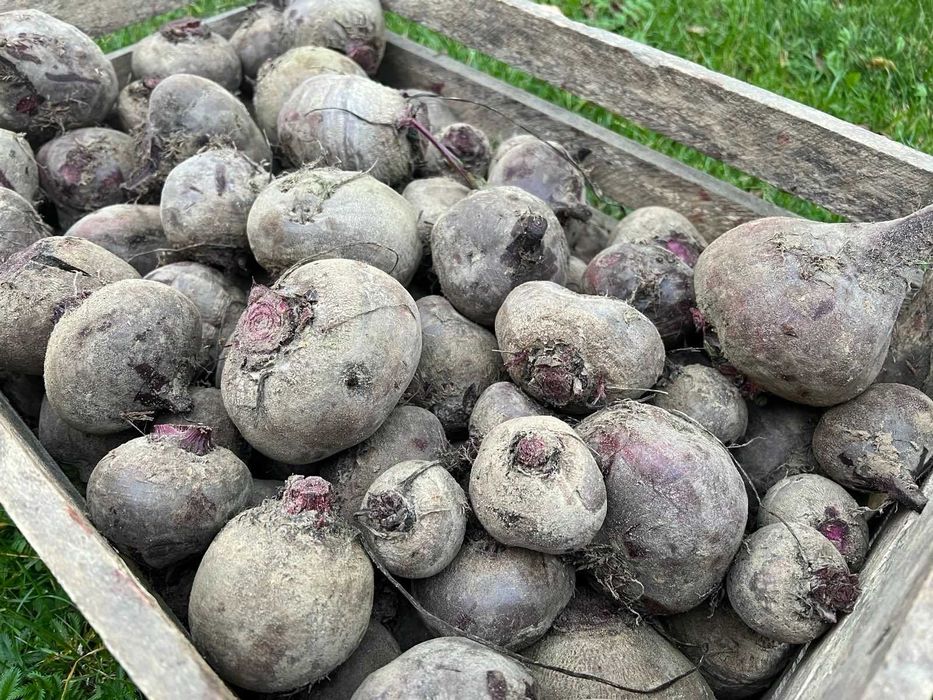 Buraki czerwone EKOLOGICZNE - bez nawozów i oprysków -Warszawa