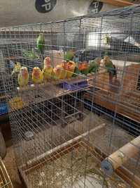 Продам попугаев неразлучников