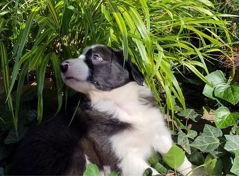 Piesek Border Collie FCI, ZKwP