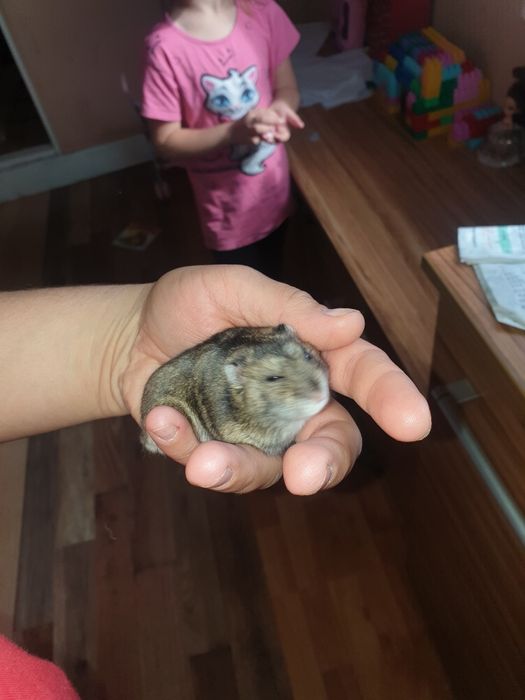 Sprzeda dwa chomiki samiczki