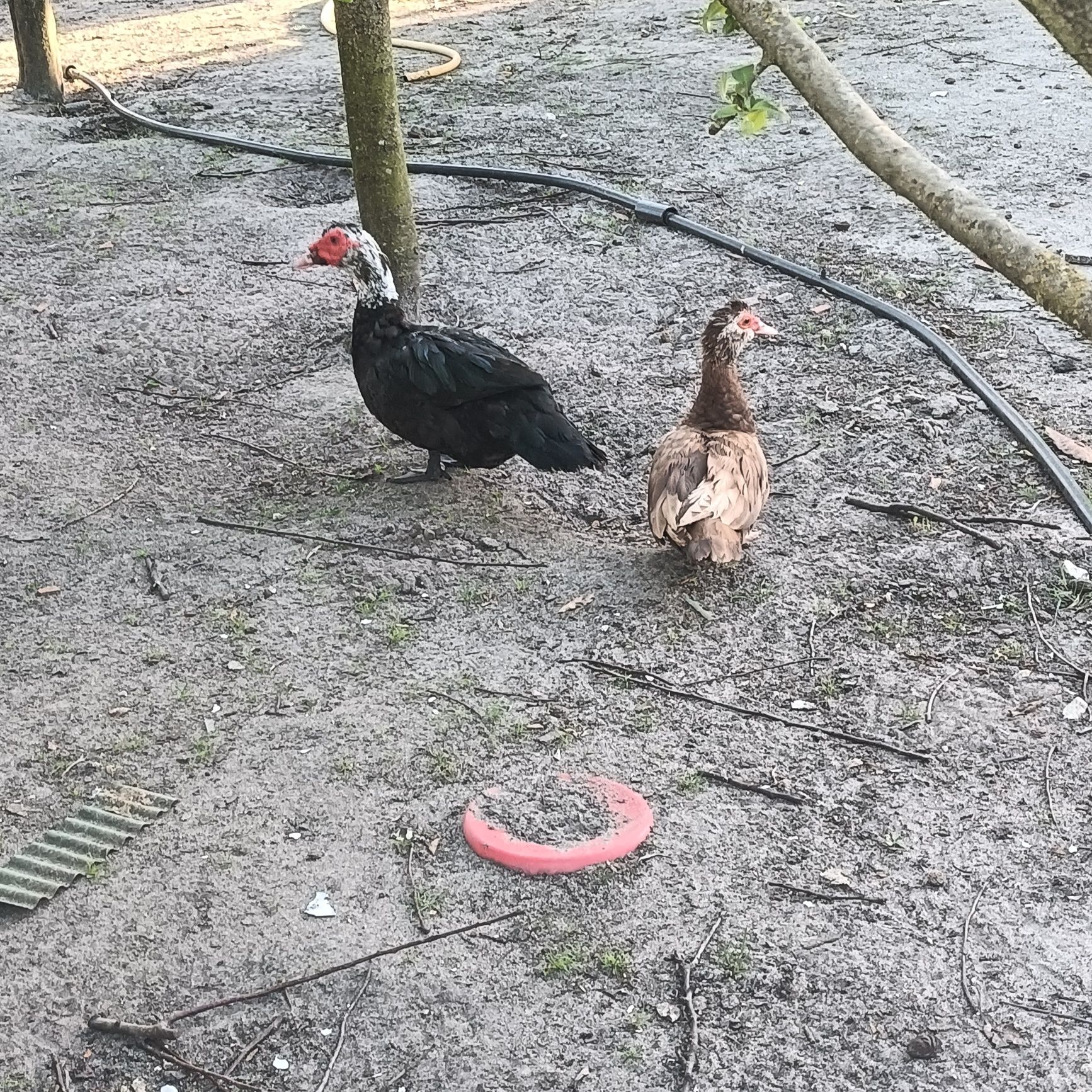 Pato Mudo adulto