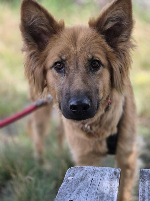 Bella - złotowłosa piękność, mądra, wesoła sunia do pokochania