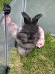 Angora Angielska YORK - Yorczek. Karzełek. Miniaturka