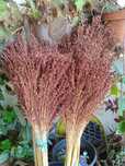 Flores secas muito bonitas para arranjos