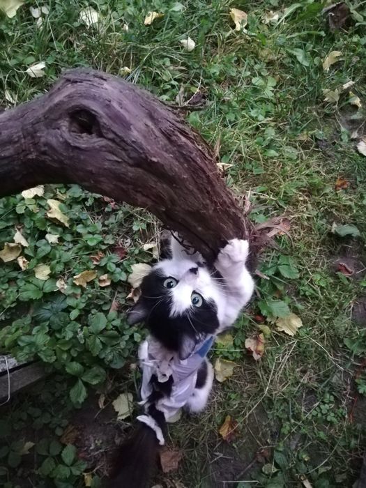 Віддам в добрі руки! Стерилізована, 9 місяців