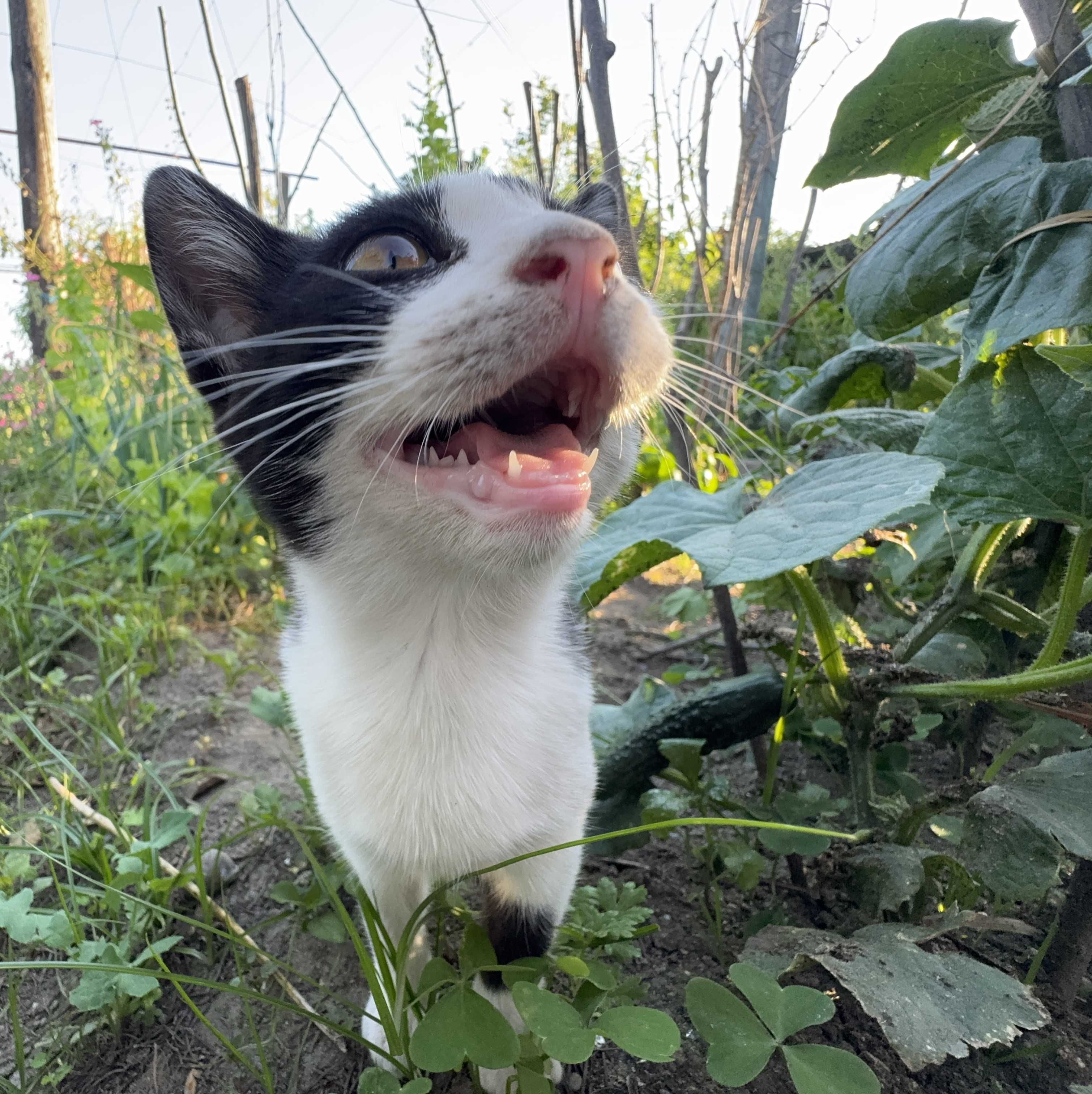 Gata para Adoção Responsável