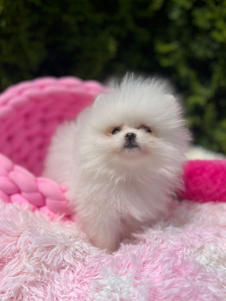 Szpic miniaturowy,pomeranian mega maleńki chłopczyk