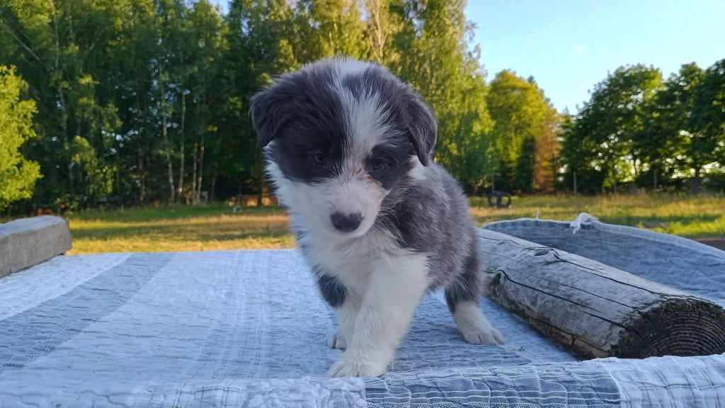 Border Collie niebieska idealna suczka blue w typie SHOW ZKwP FCI