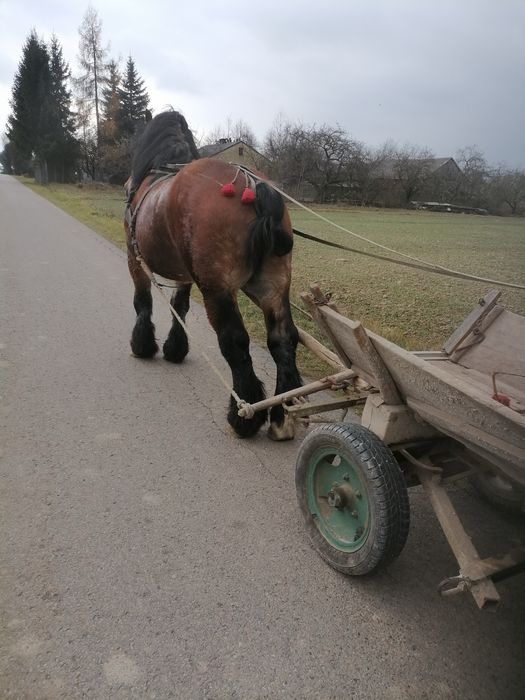 Sprzedam lub zamienię konie zimnokrwiste
