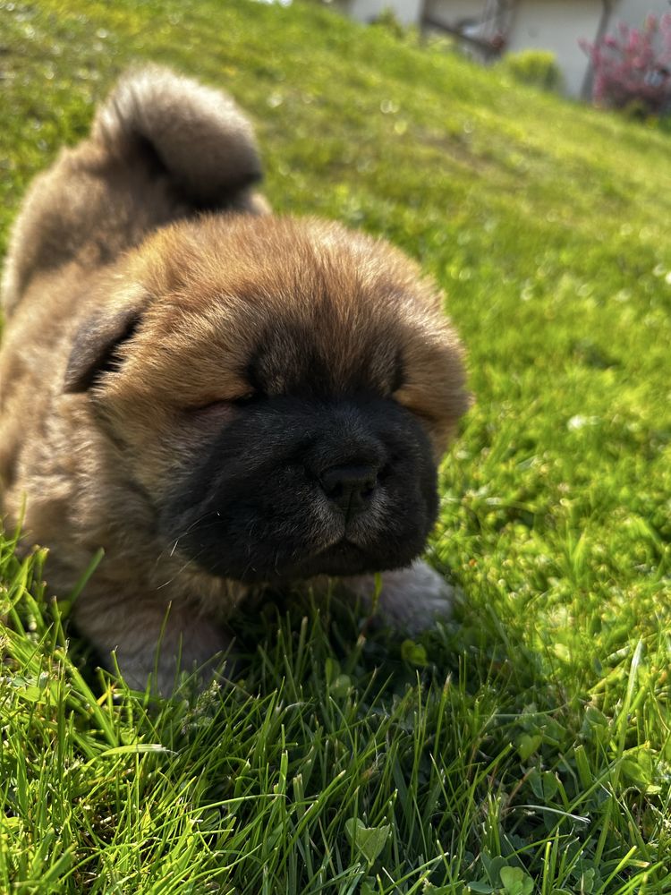 Chow Chow Piesek