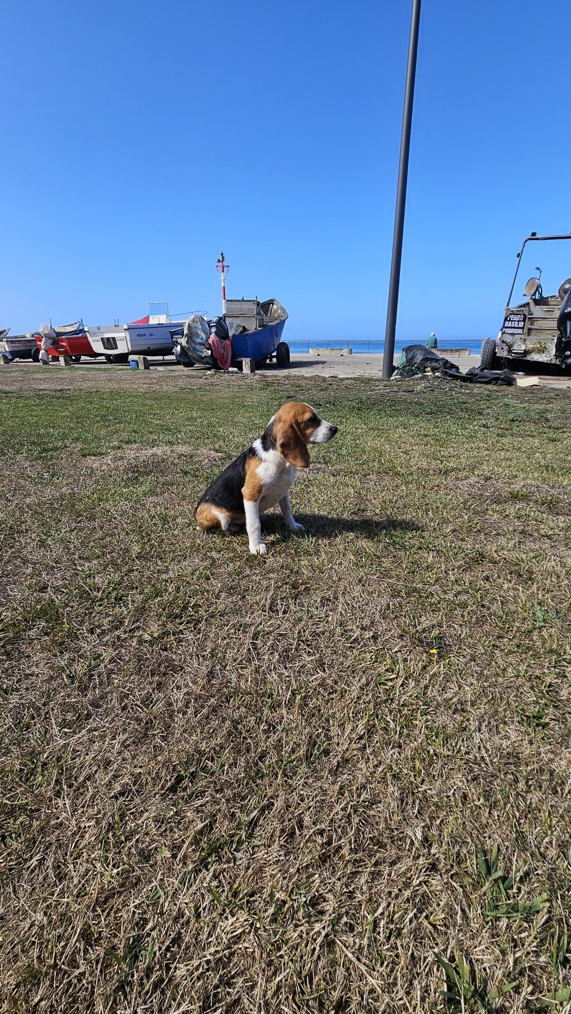Beagle tricolor macho