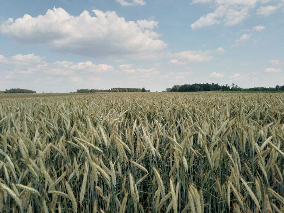 Sprzedam pszenzyto zimowe Su - Liborius( (Saaten union)