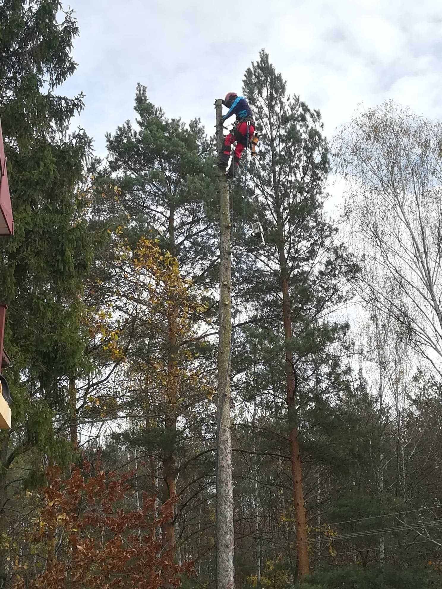 Wycinka drzew oraz pielęgnacja Kielce, usuwanie pni, zrębkowanie