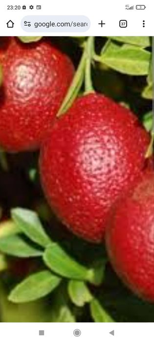 Цитруси привиті: лимон, лайм, кумкват