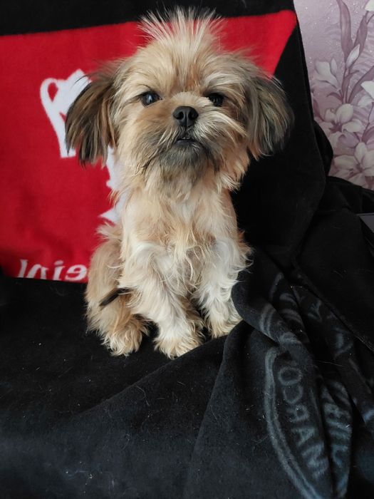 Мальтпу.  Сучка 1,5года