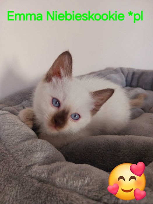 Kotka tajska  Etna czekoladowa z rodowodem WCF Niebieskookie *pl