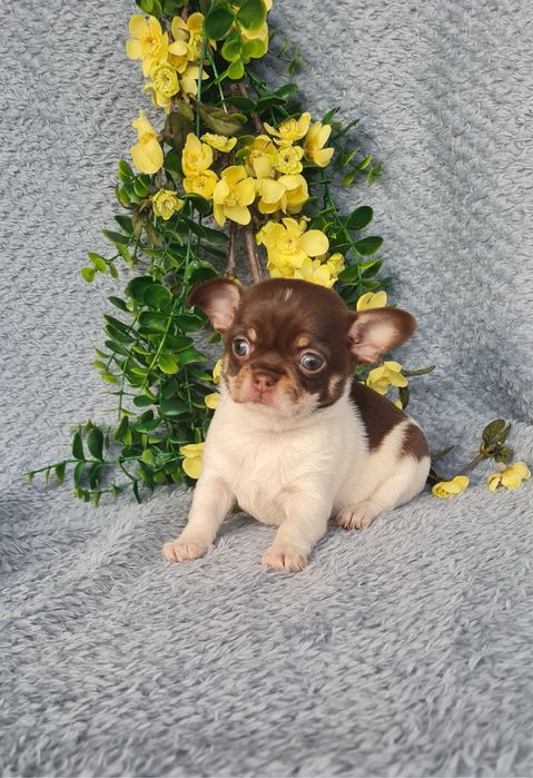 Excecional menina super mini mini Chihuahua/Chiuaua LinhagemRussa