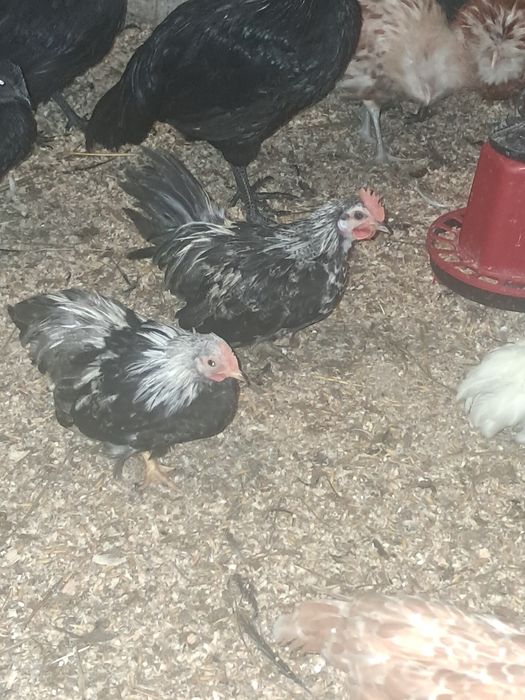 Ohiki najmniejsze kury swiata ,dwie kurki I kogut