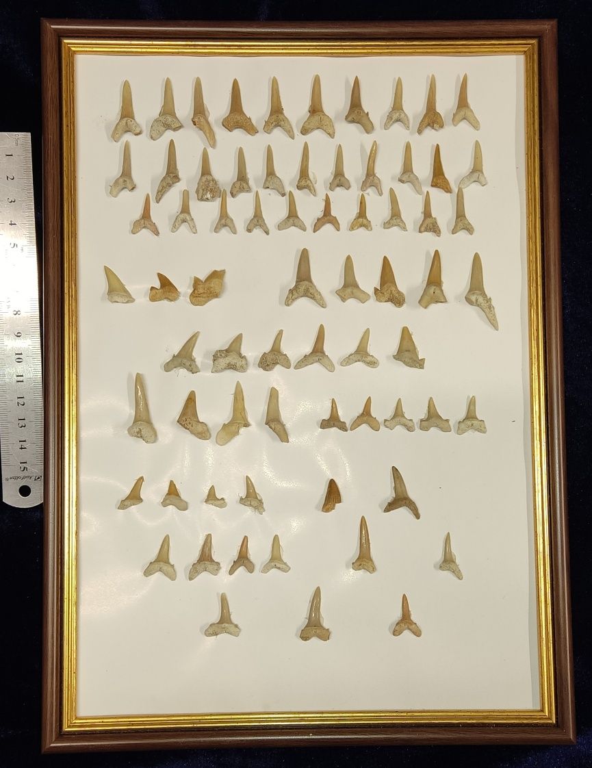 Колаж зуби акул скам'янілі