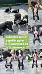 Віддам в добрі руки щенят