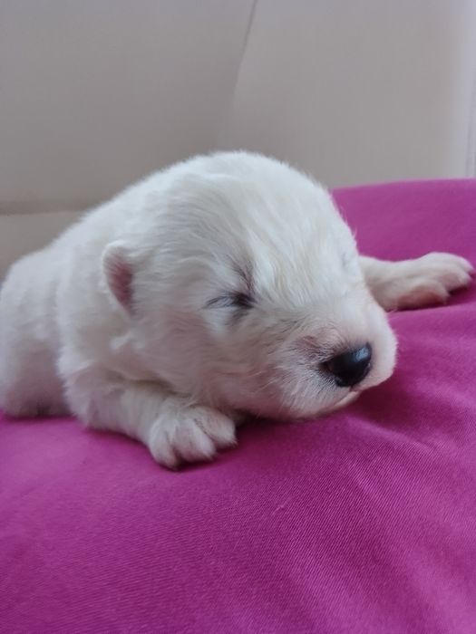 Samoyed samojed suczka typ niedźwiedzia!