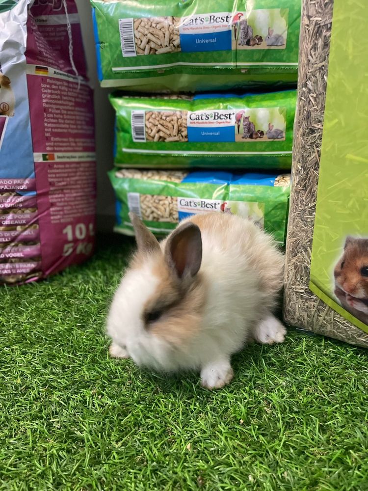 LOJA!! Coelho anão Belier e angora