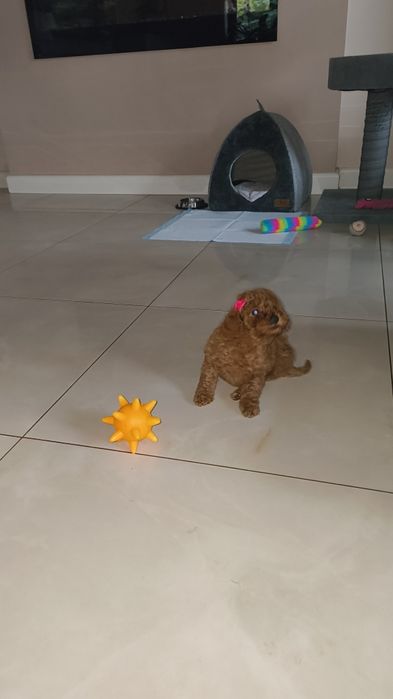 Pudel Red Miniaturowy urocze maleństwo