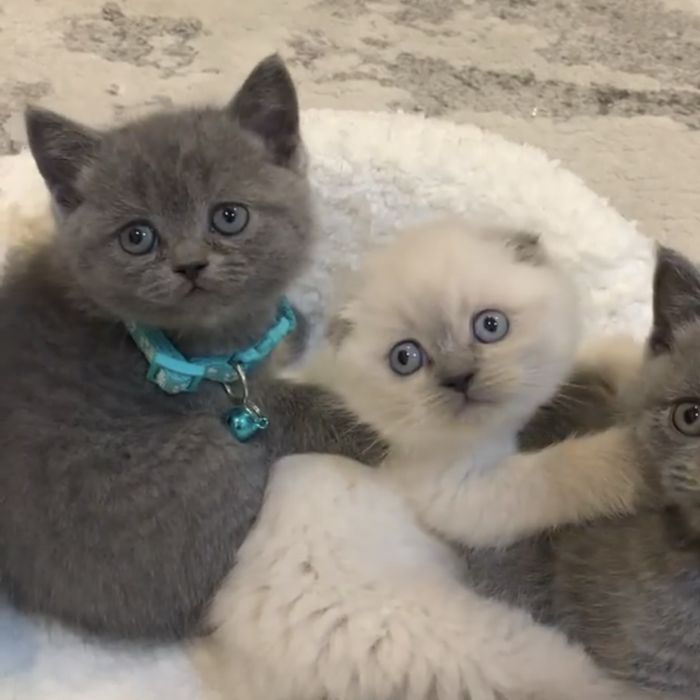 Сірі британці хлопчик і дівчина, білого вже не має