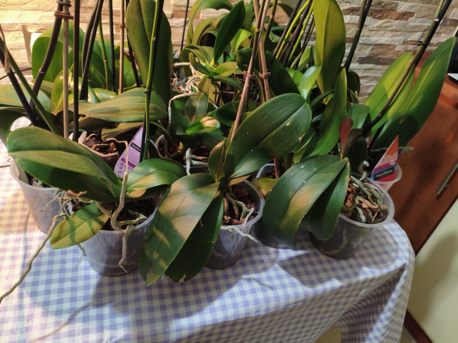 Wyprzedaż kolekcji domowych storczyków – 10 sztuk za 120 zł!