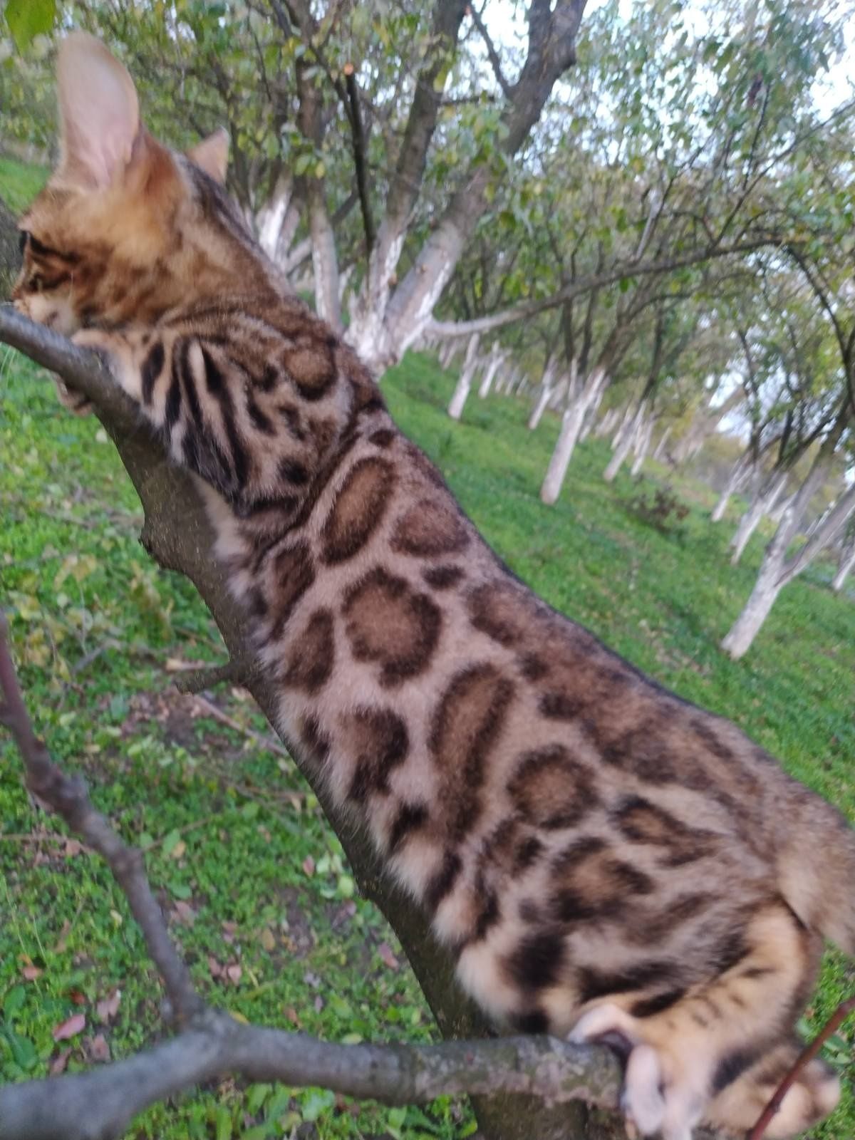 Бенгальские котята питомник.