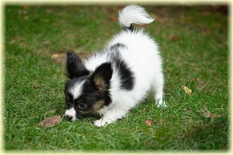 Spaniel kontynentalny miniaturowy papillon suczka ZKwP/FCI