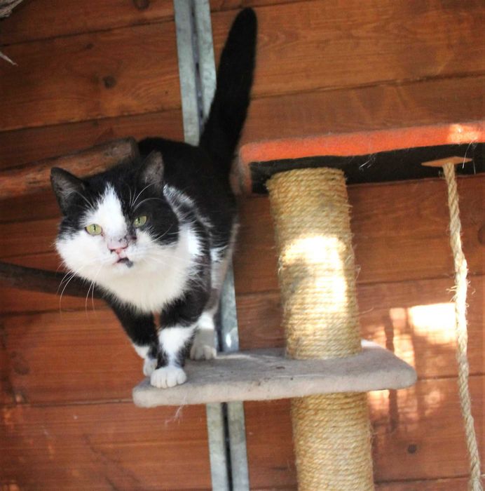 kocurek gary w schronisku w lututowie aktualne