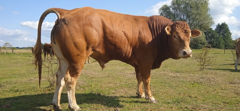 Buhaj,byk, rozplodnik Limousine