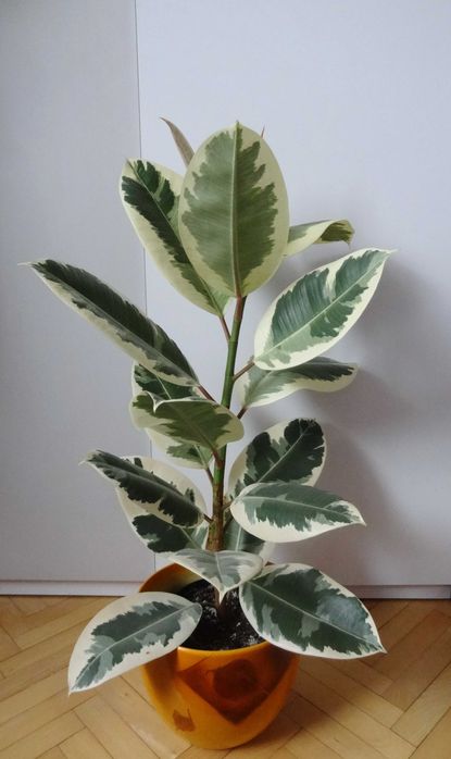 Figowiec sprężysty Variegata, wys. 78 cm
