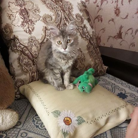 Трехцветный котенок Муся, 3 месяца