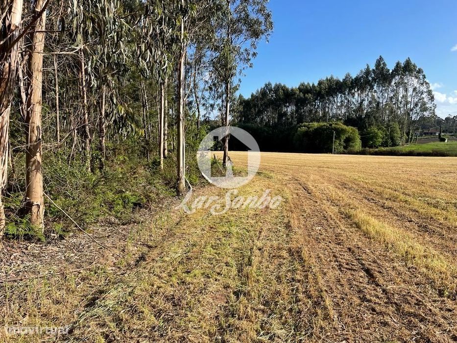 Bouça com 4.500m2 em Beiriz - Póvoa de Varzim