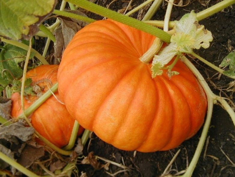 Dynia Olbrzymia BAMBINO (Cucurbita Maxima Duchesne) nasiona 20 sztuk